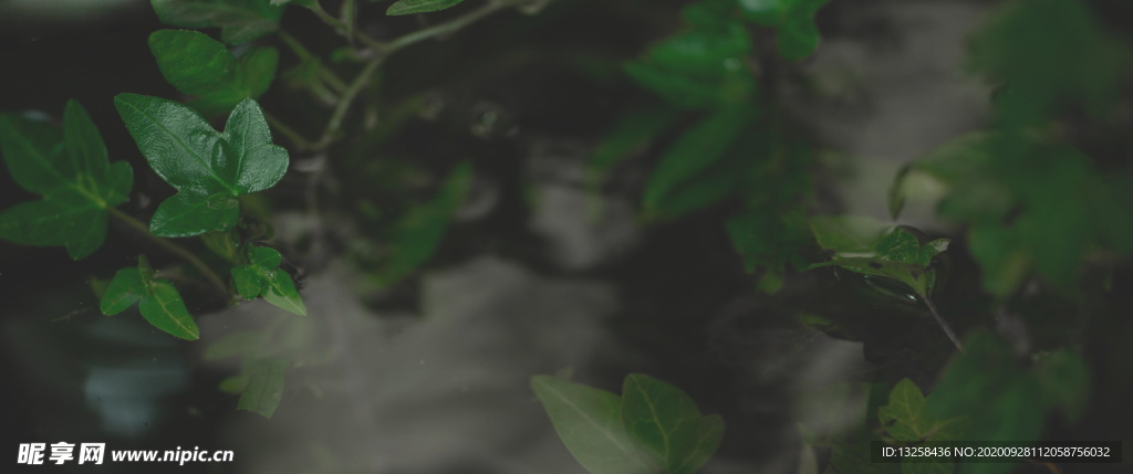 植物树枝树叶绿叶背景