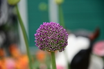 紫色花朵花苞植物绿叶