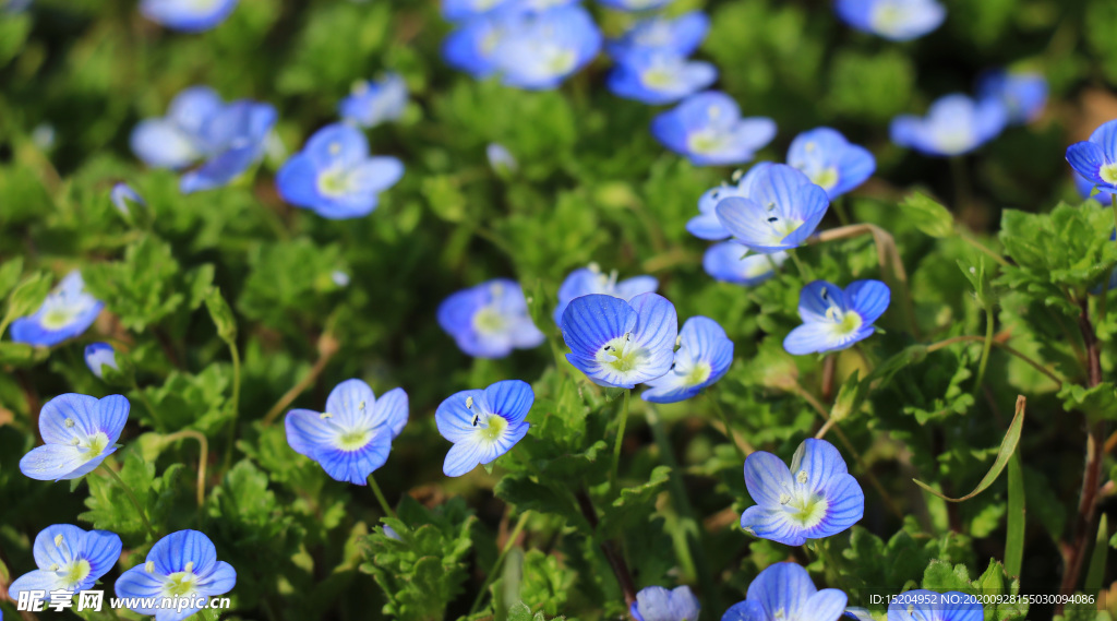 蓝色小野花