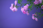 蔷薇花香