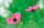 格桑花