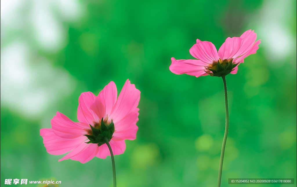 格桑花
