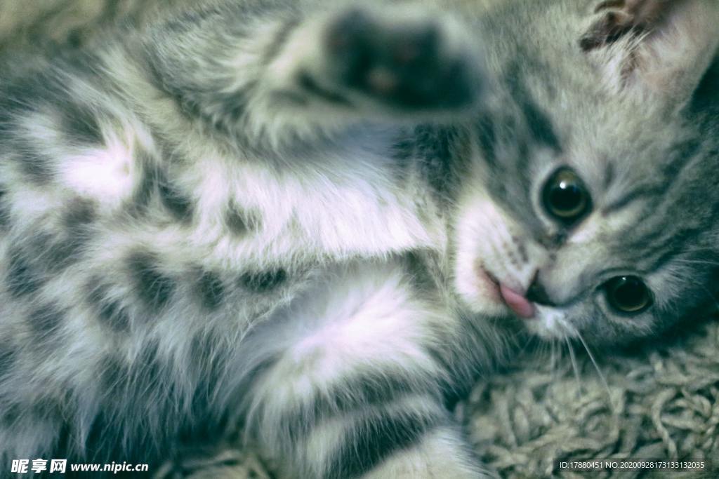 猫