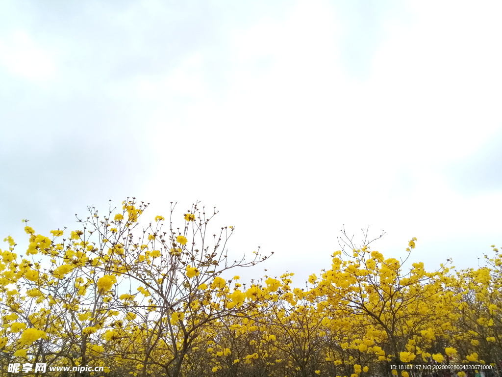 小黄花风铃花
