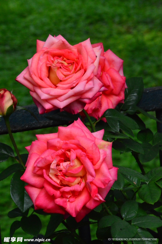 秋日月季花