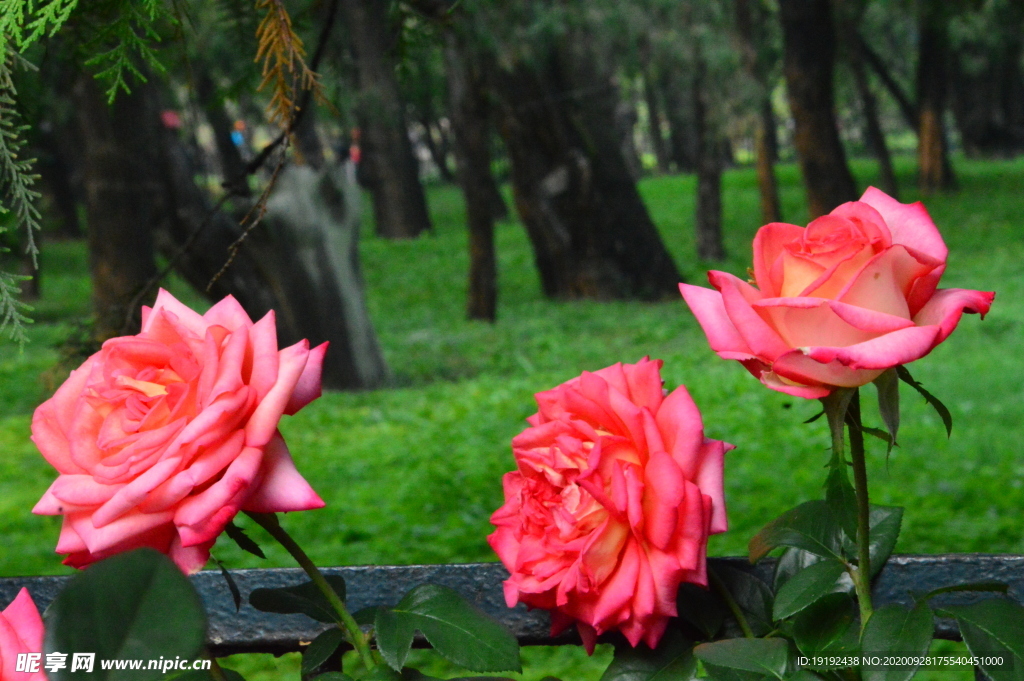 月季花