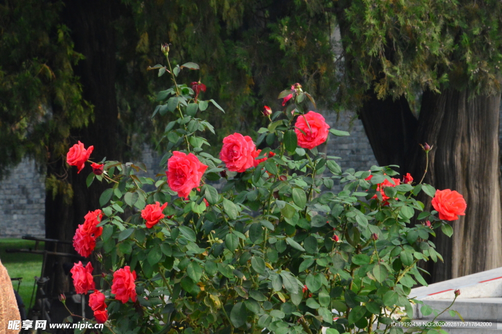 月季花