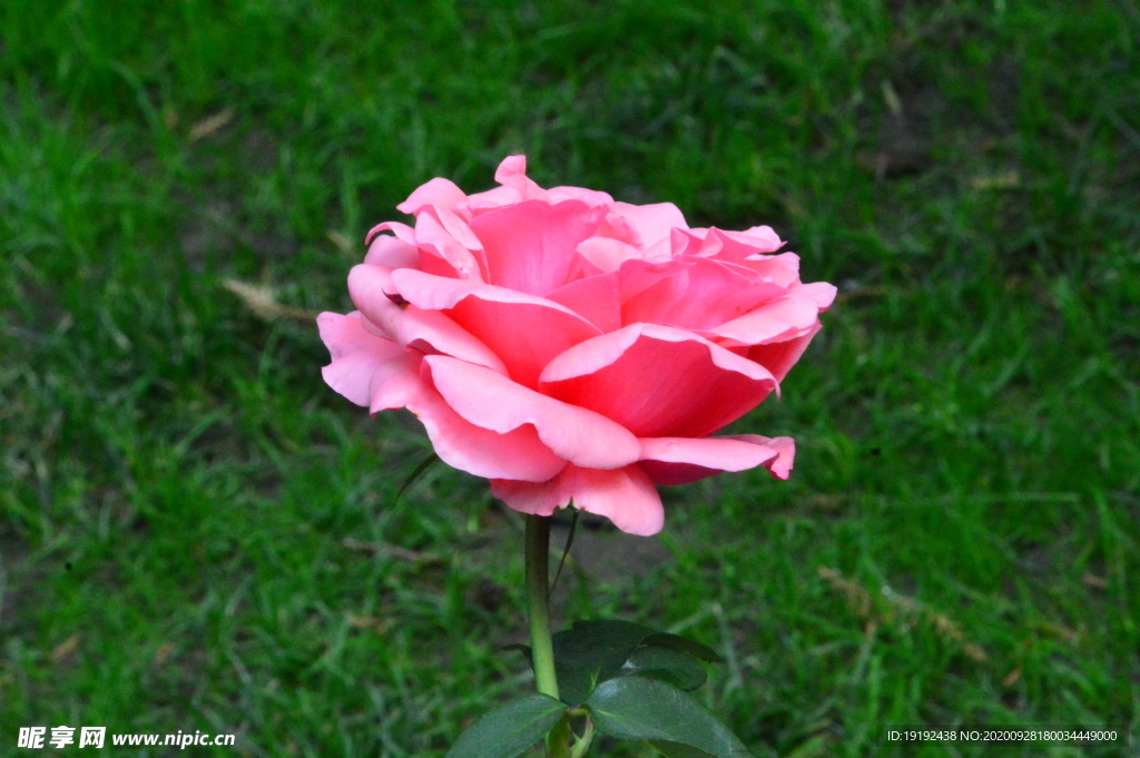 月季花