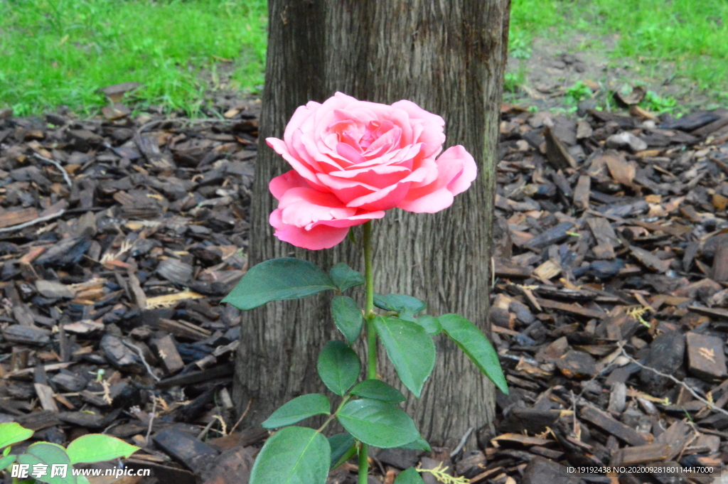 秋日月季花
