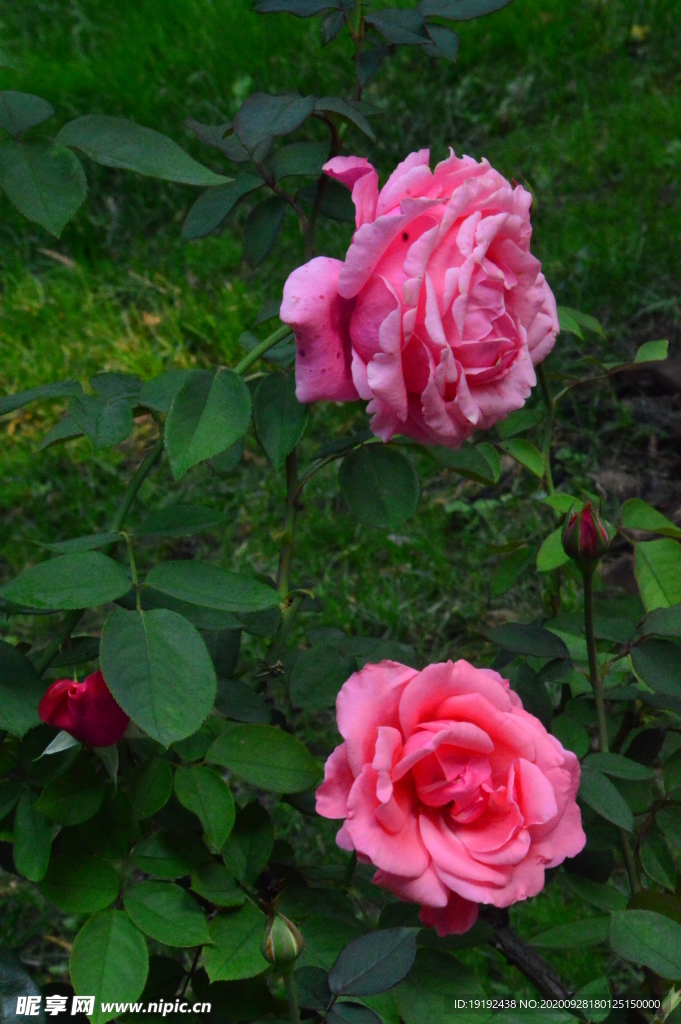 月季花