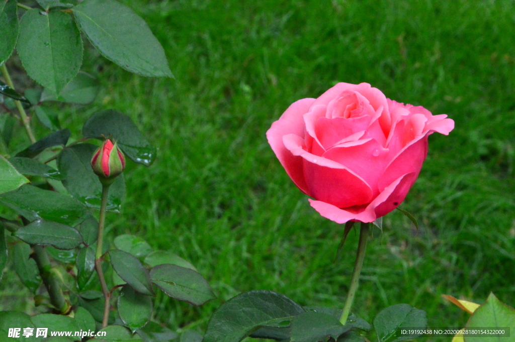 月季花