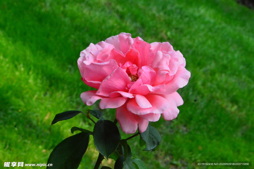 月季花