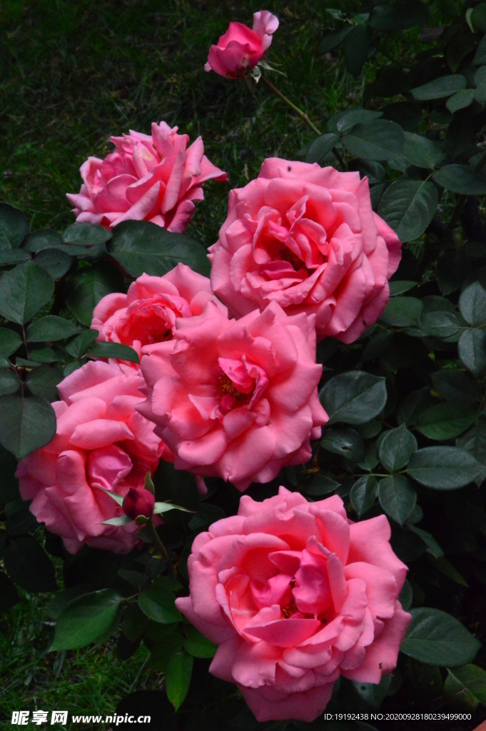 月季花