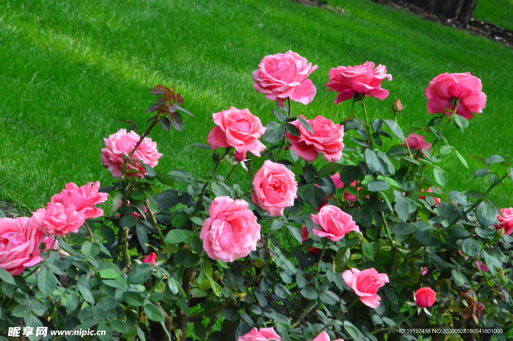 月季花