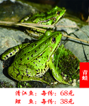青蛙
