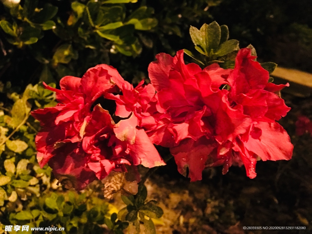 杜鹃花 映山红 鲜花