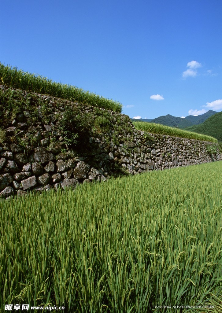 乡村田野