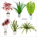 3D植物盆栽
