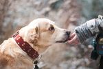 宠物犬