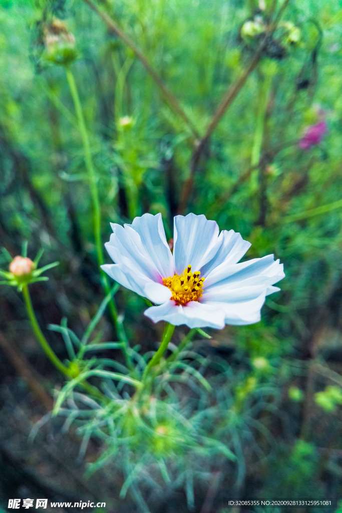 格桑花