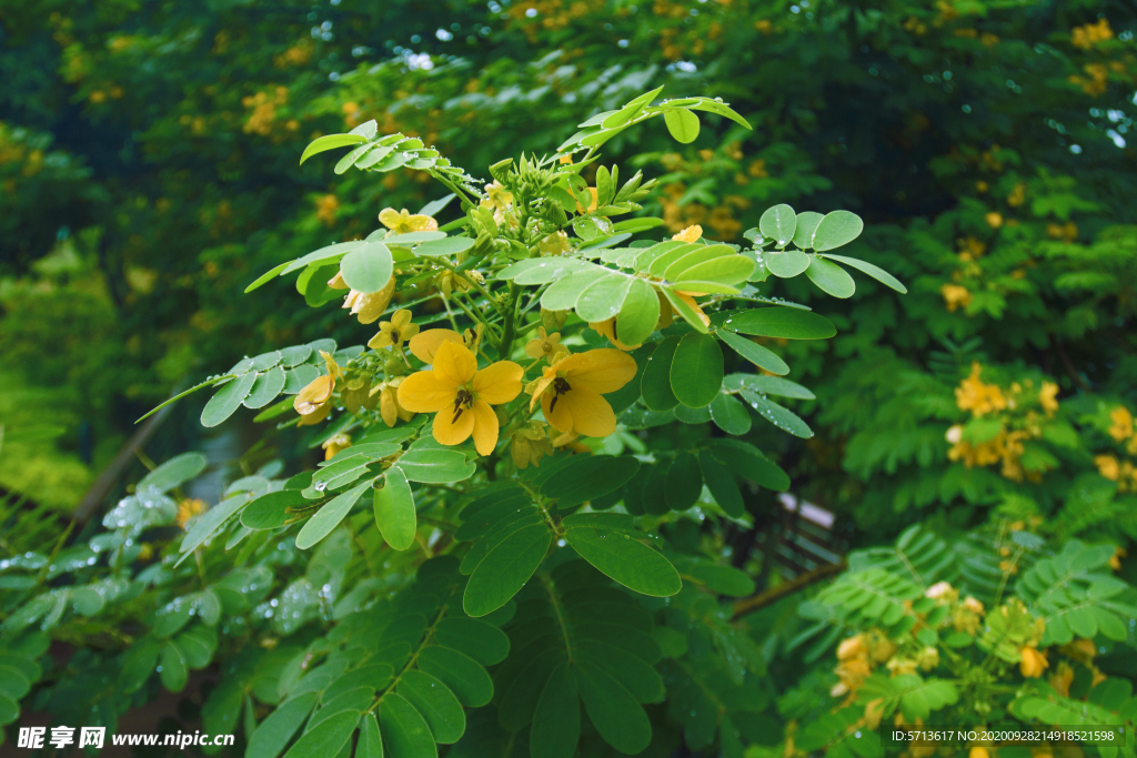 鲜花