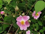 花枝
