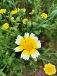 黄菊花