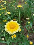 黄菊花