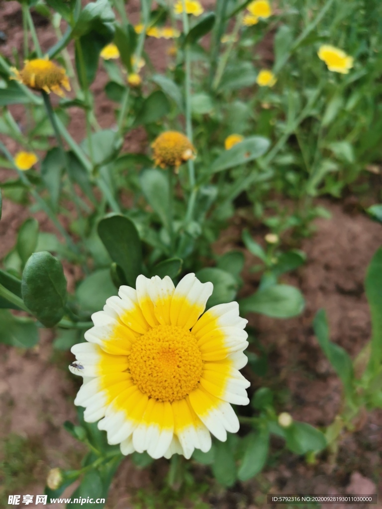 双色菊花