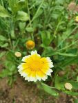双色菊花