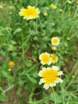 双色雏菊