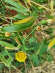 小菊花