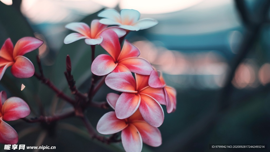 鸡蛋花