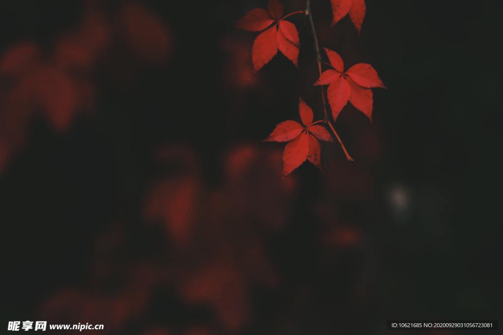 秋天景色