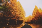 秋天景色