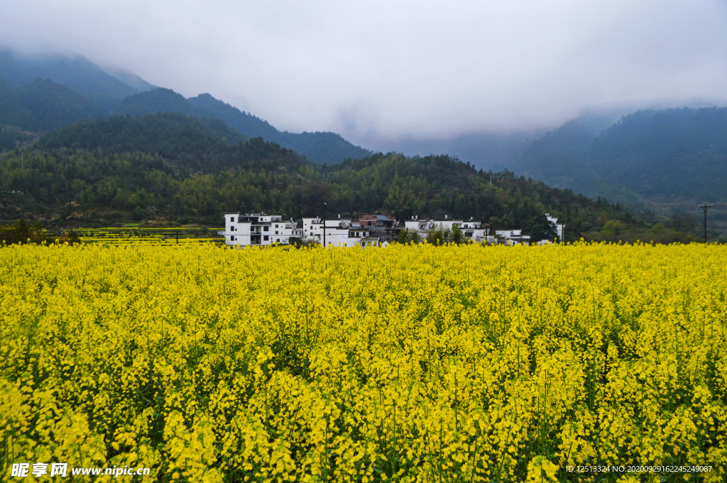 油菜花