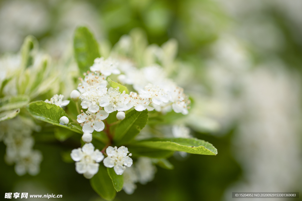 春天的小白花