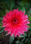 大丽花