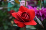 玫瑰花