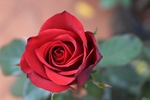 玫瑰花