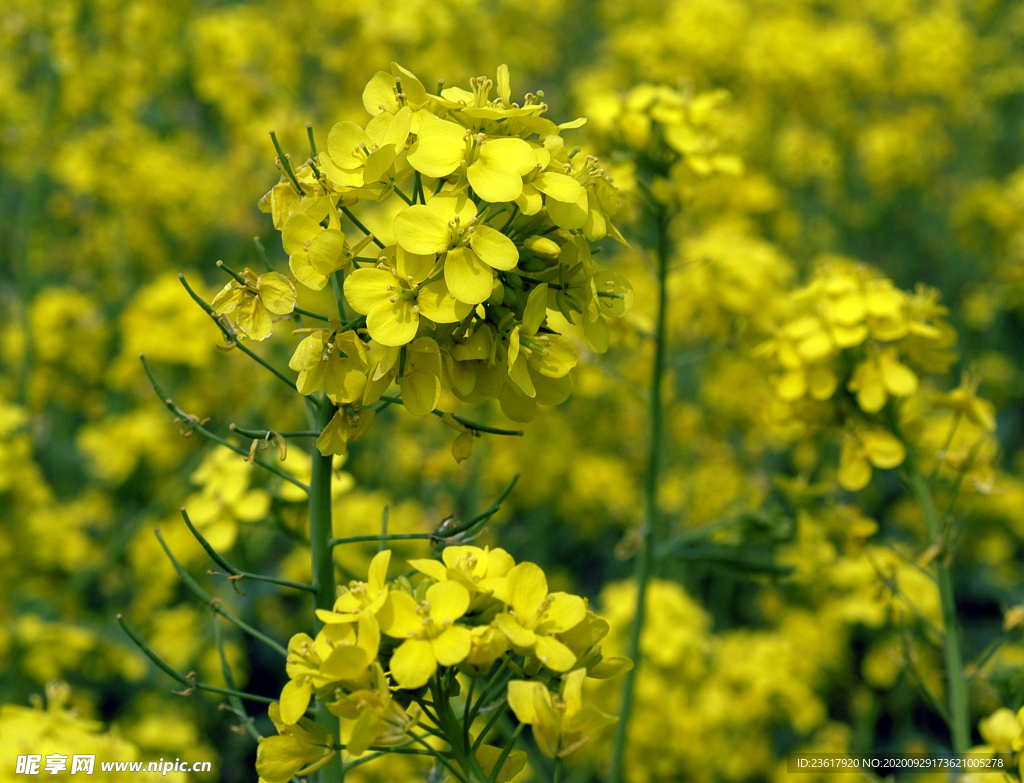 油菜花