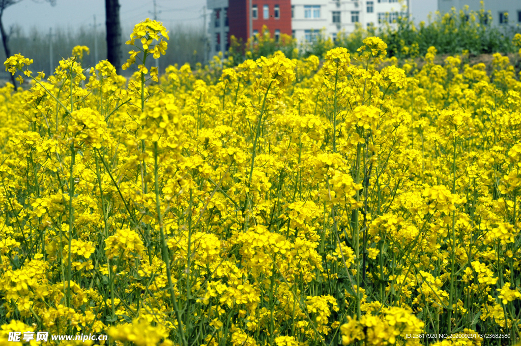 油菜花