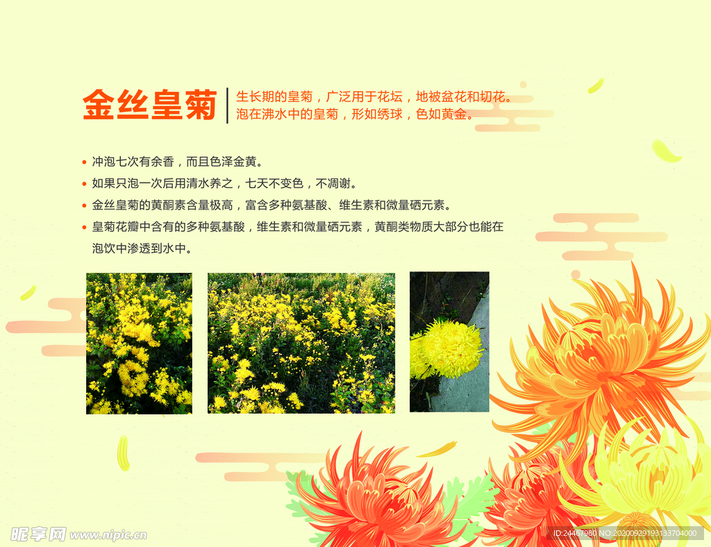 金丝皇菊