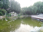 绿柳下的小湖