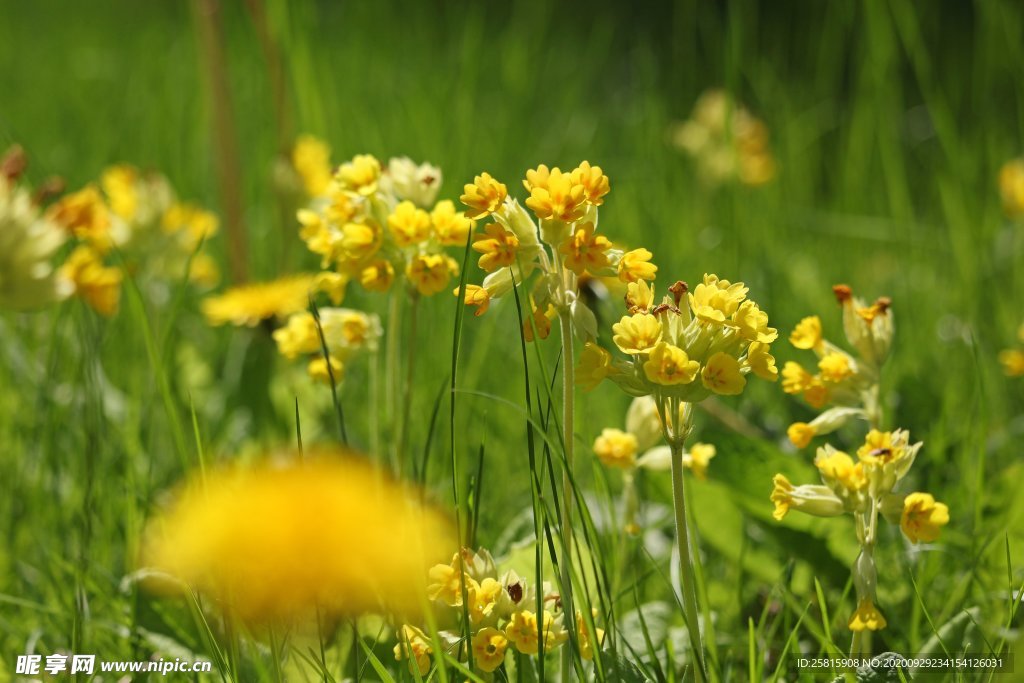 黄花九轮草