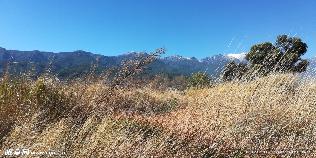 野草风景