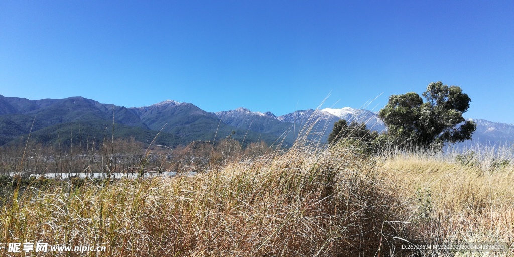 大山野草风景