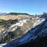 雪松雪松树林风光
