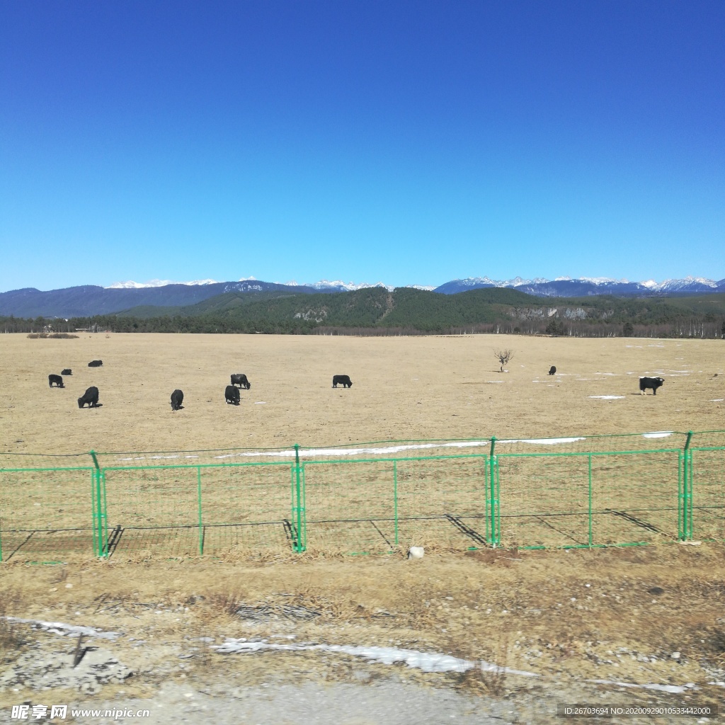 蓝天高原牧场牦牛风景