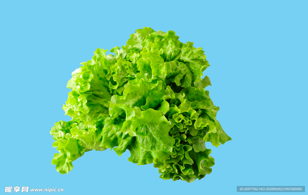 生菜